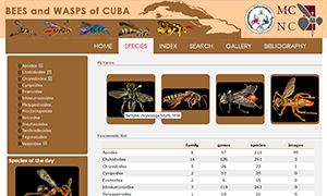 Bees and wasps of Cuba