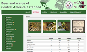 Bees and wasps of America Central