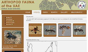 Arthropod fauna of the United Arab Emirates